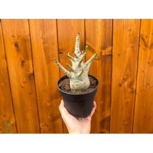Adenium (Adenium obesum) ‘ANSU BAOBAB’ - výška 15-20 cm, kont. C1L